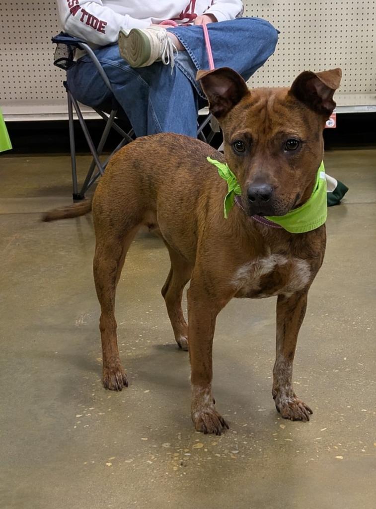 Monnie, Adoptable, Adult Female Mixed Breed.