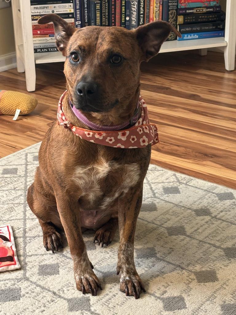 Enlarge Monnie, a Adoptable mixed breed in Florence, SC image 3/6