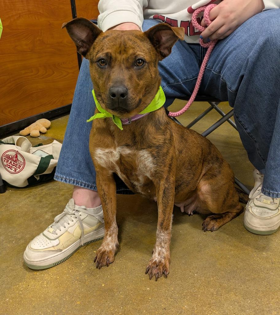 Enlarge Monnie, a Adoptable mixed breed in Florence, SC image 3/5