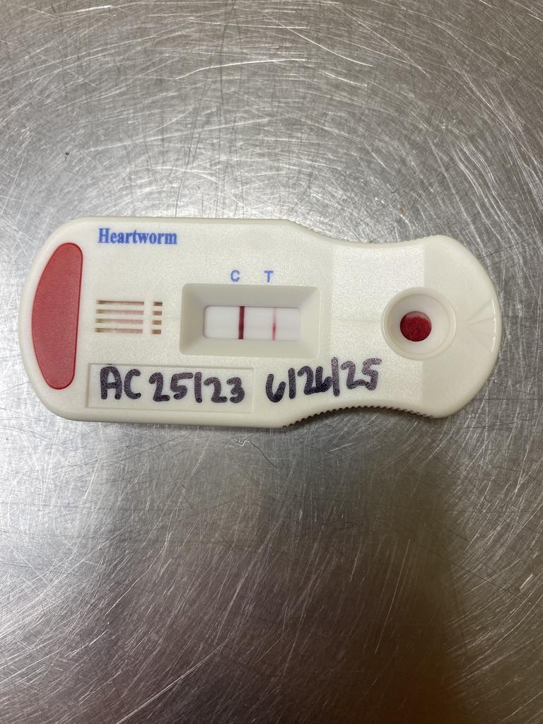 Enlarge Monnie, a Adoptable mixed breed in Florence, SC image 4/5