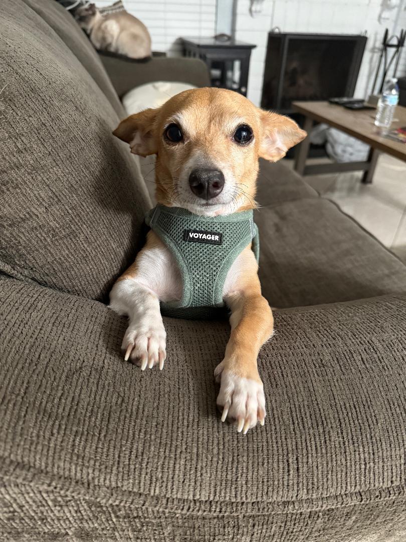 Enlarge Remy, an adopted mixed breed in Los Angeles, CA image 2/4