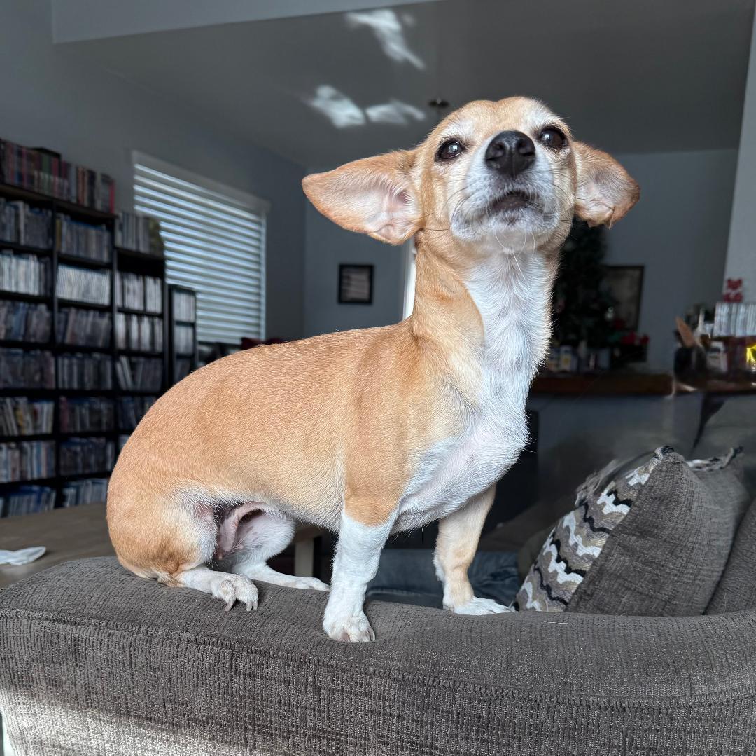 Enlarge Remy, an adopted mixed breed in Los Angeles, CA image 4/4