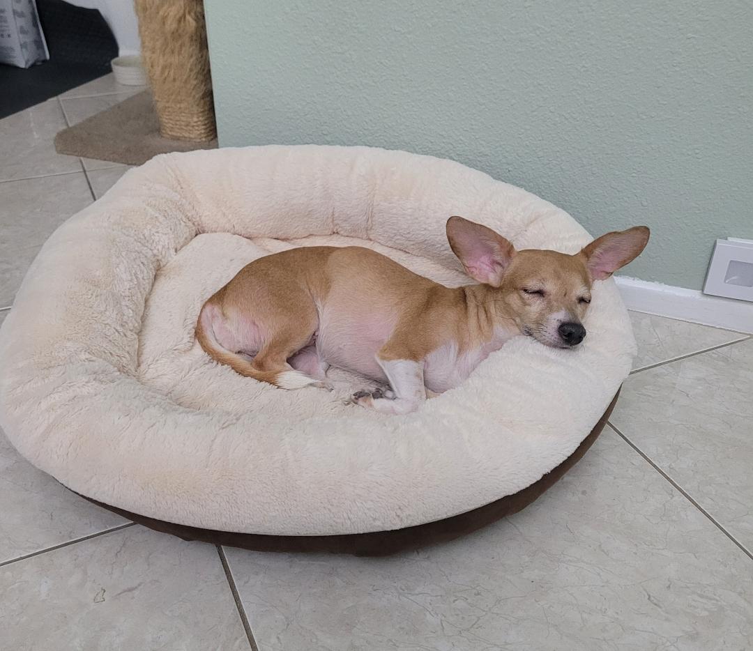 Enlarge Remy, an adopted mixed breed in Los Angeles, CA image 1/4