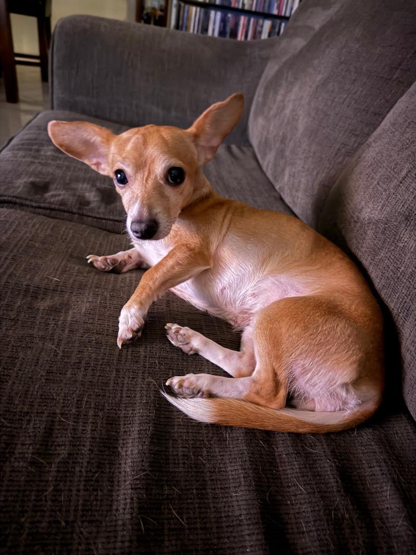 Enlarge Remy, an adopted mixed breed in Los Angeles, CA image 3/4