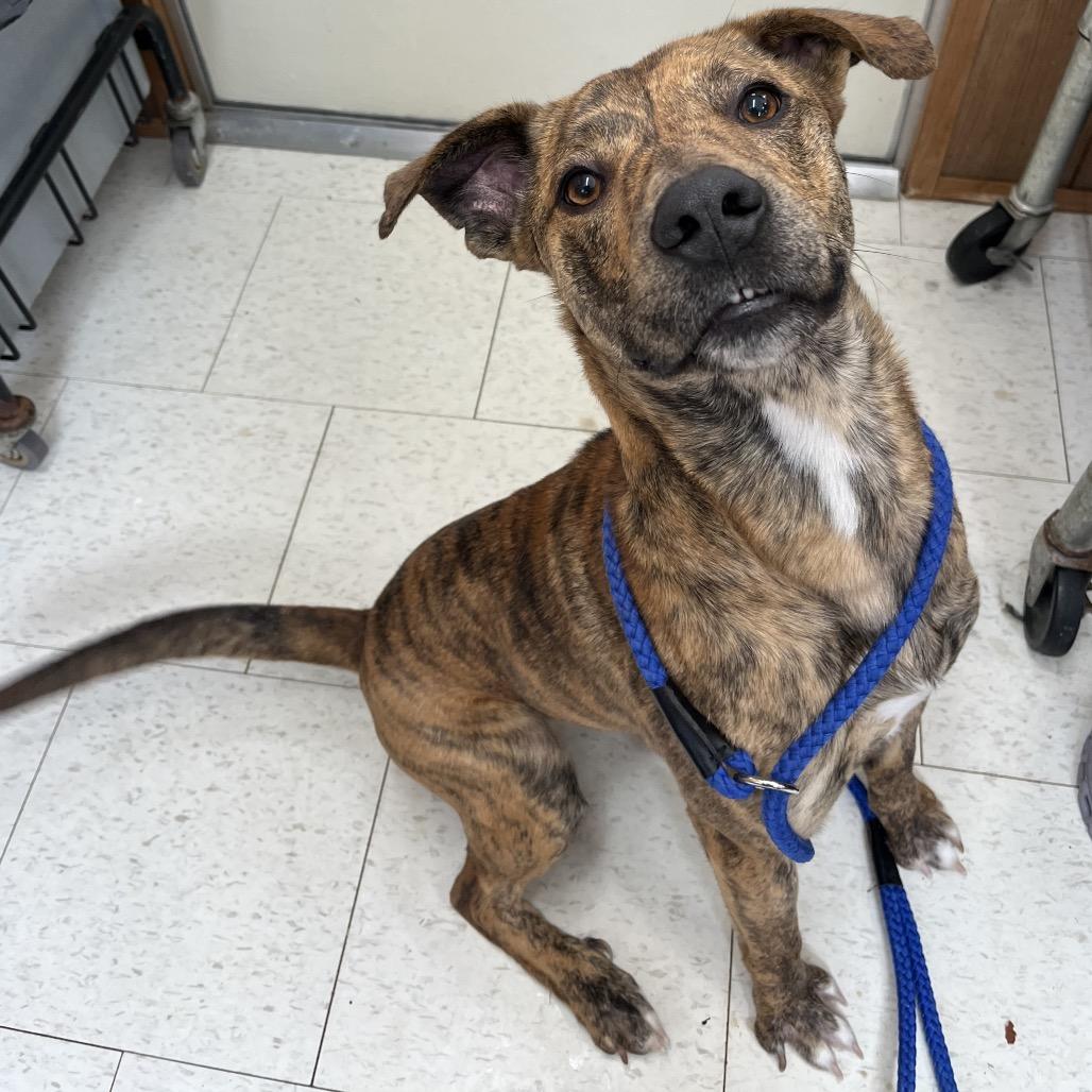 Enlarge Manny, a Adoptable Mixed Breed in Columbiana, AL image 1/6