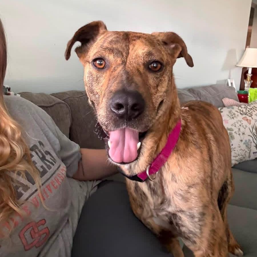Enlarge Manny(Foster for the Heat), a Adoptable Mixed Breed in Columbiana, AL image 1/6