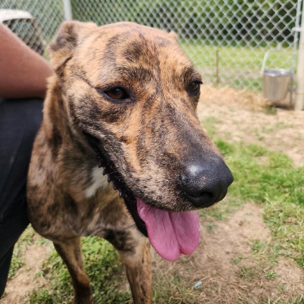 Manny *Available in Foster*, a Adoptable Mixed Breed in Columbiana, AL image 1/6