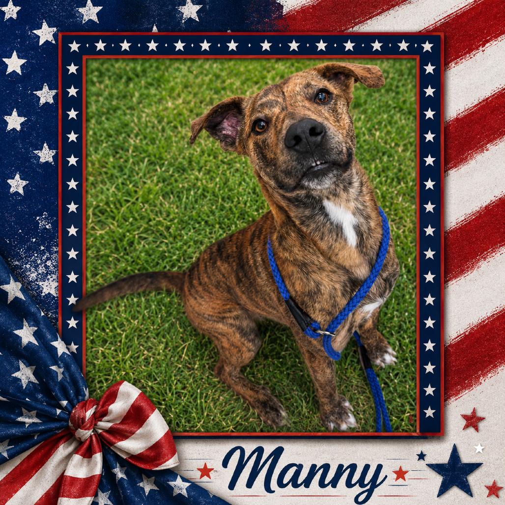 Manny *Available in Foster*, a Adoptable Mixed Breed in Columbiana, AL image 3/6