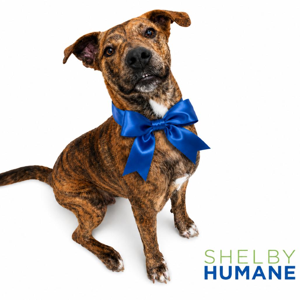 Manny *Available in Foster*, a Adoptable Mixed Breed in Columbiana, AL image 3/6