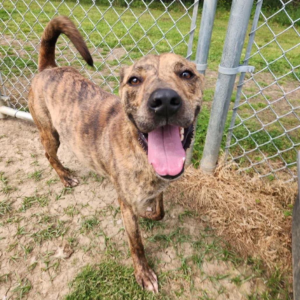 Manny *Available in Foster*, a Adoptable Mixed Breed in Columbiana, AL image 4/6