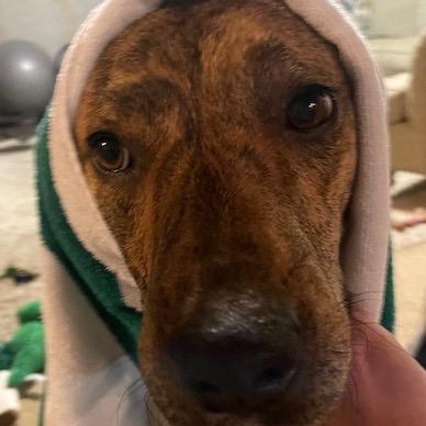 Enlarge Manny, a Adoptable Mixed Breed in Columbiana, AL image 4/6