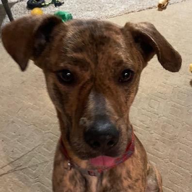 Enlarge Manny, a Adoptable Mixed Breed in Columbiana, AL image 5/6