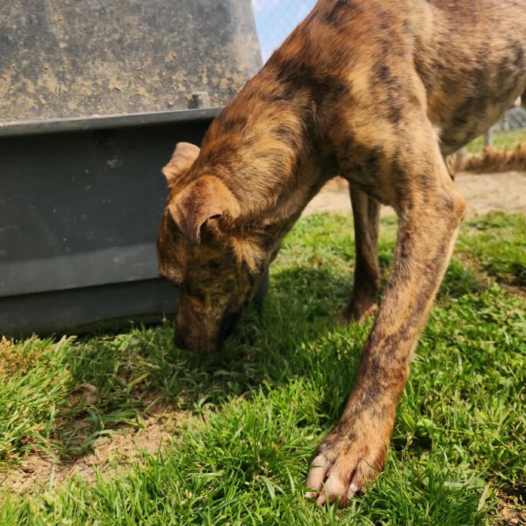 Manny *Available in Foster*, a Adoptable Mixed Breed in Columbiana, AL image 6/6