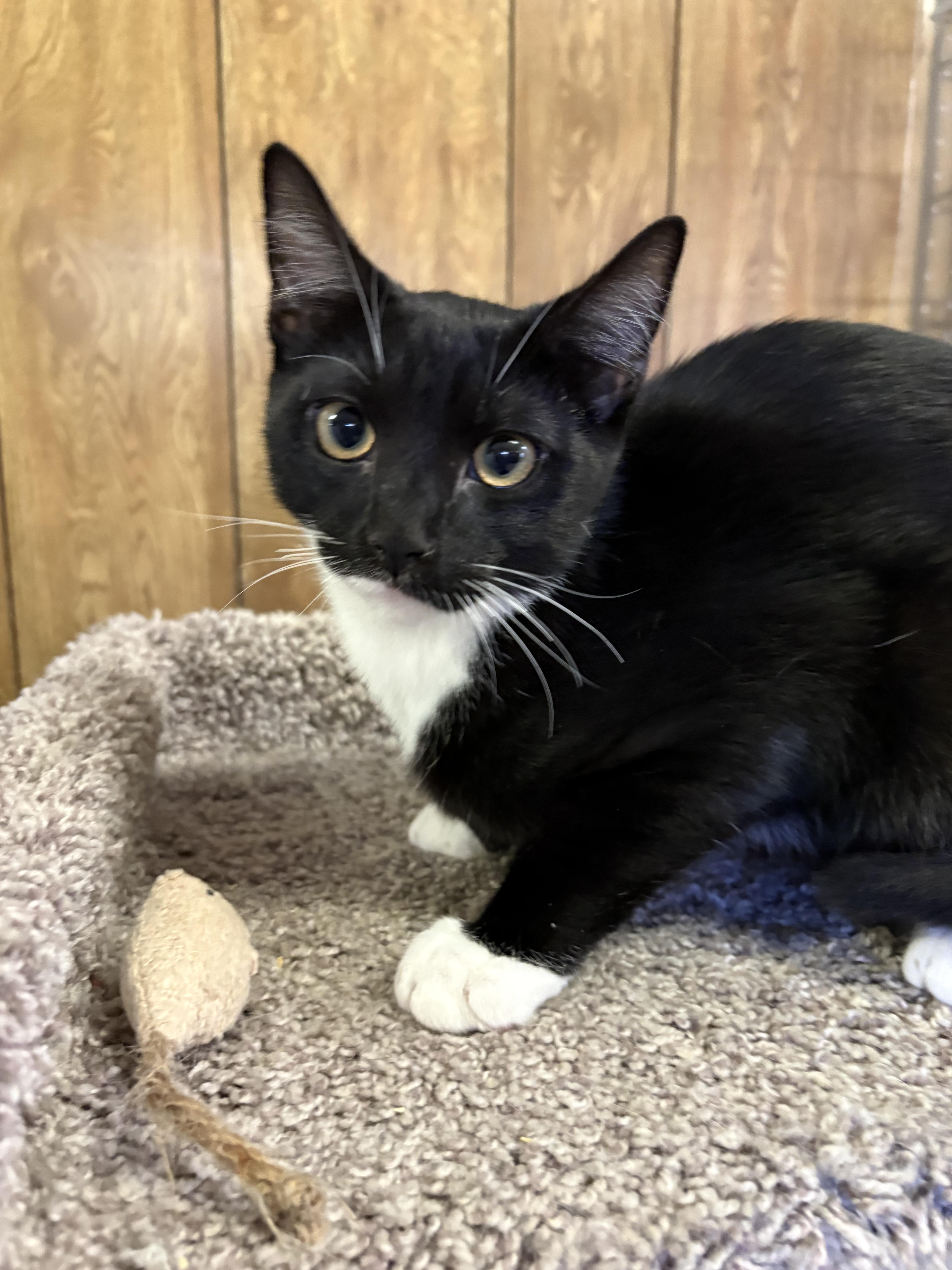 Amor, Adoptable, Kitten Male Tuxedo.
