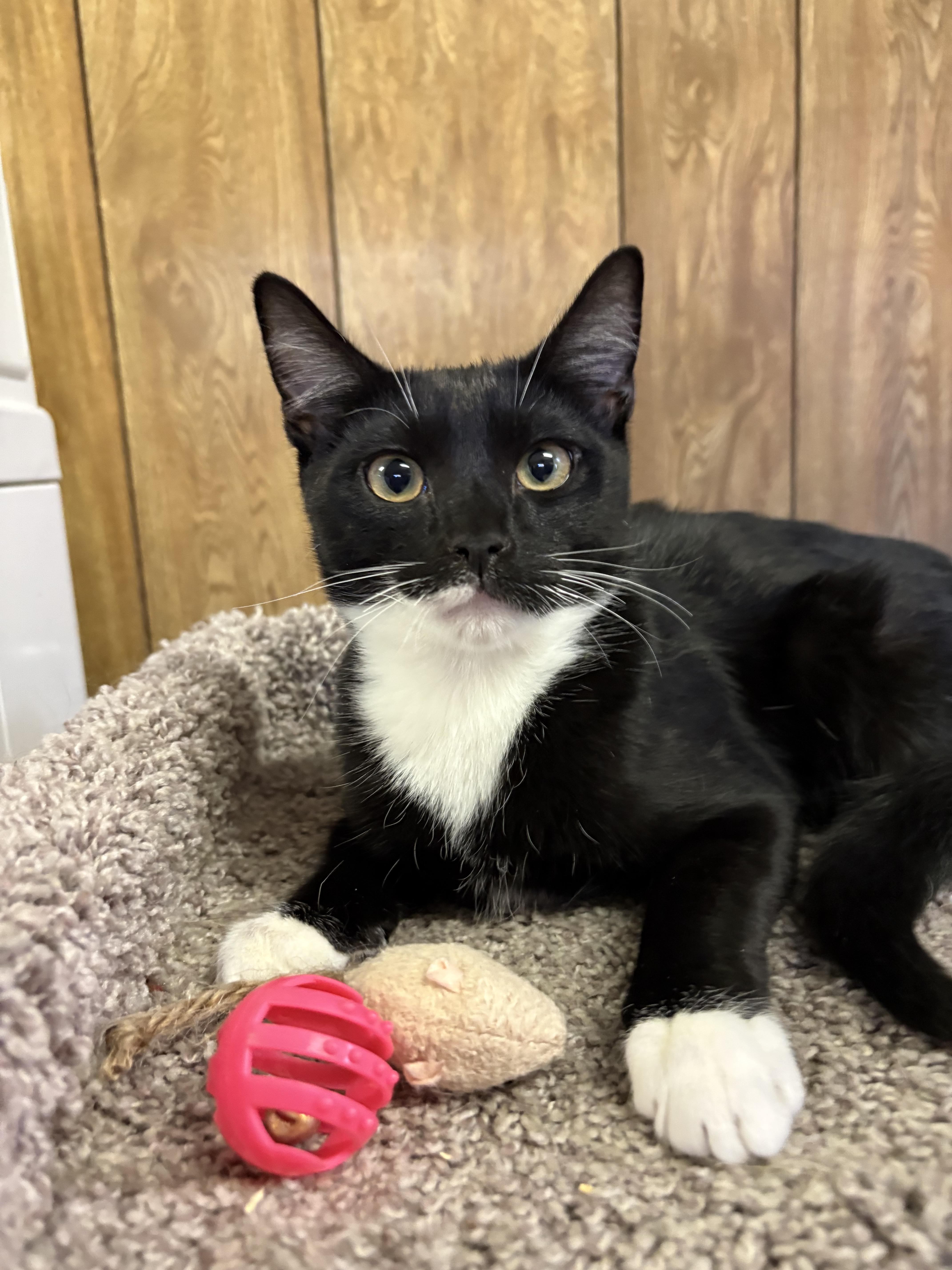 Enlarge Amor, a Adoptable Tuxedo in Linden, NJ image 4/6