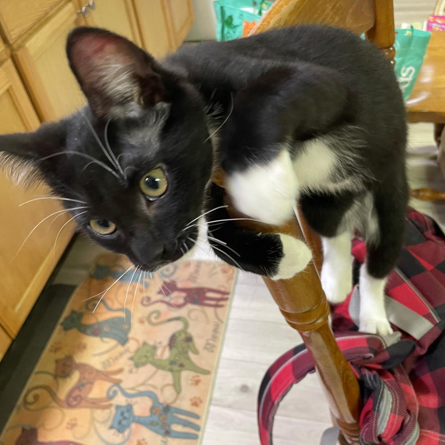 Enlarge Amor, a Adoptable Tuxedo in Linden, NJ image 3/6