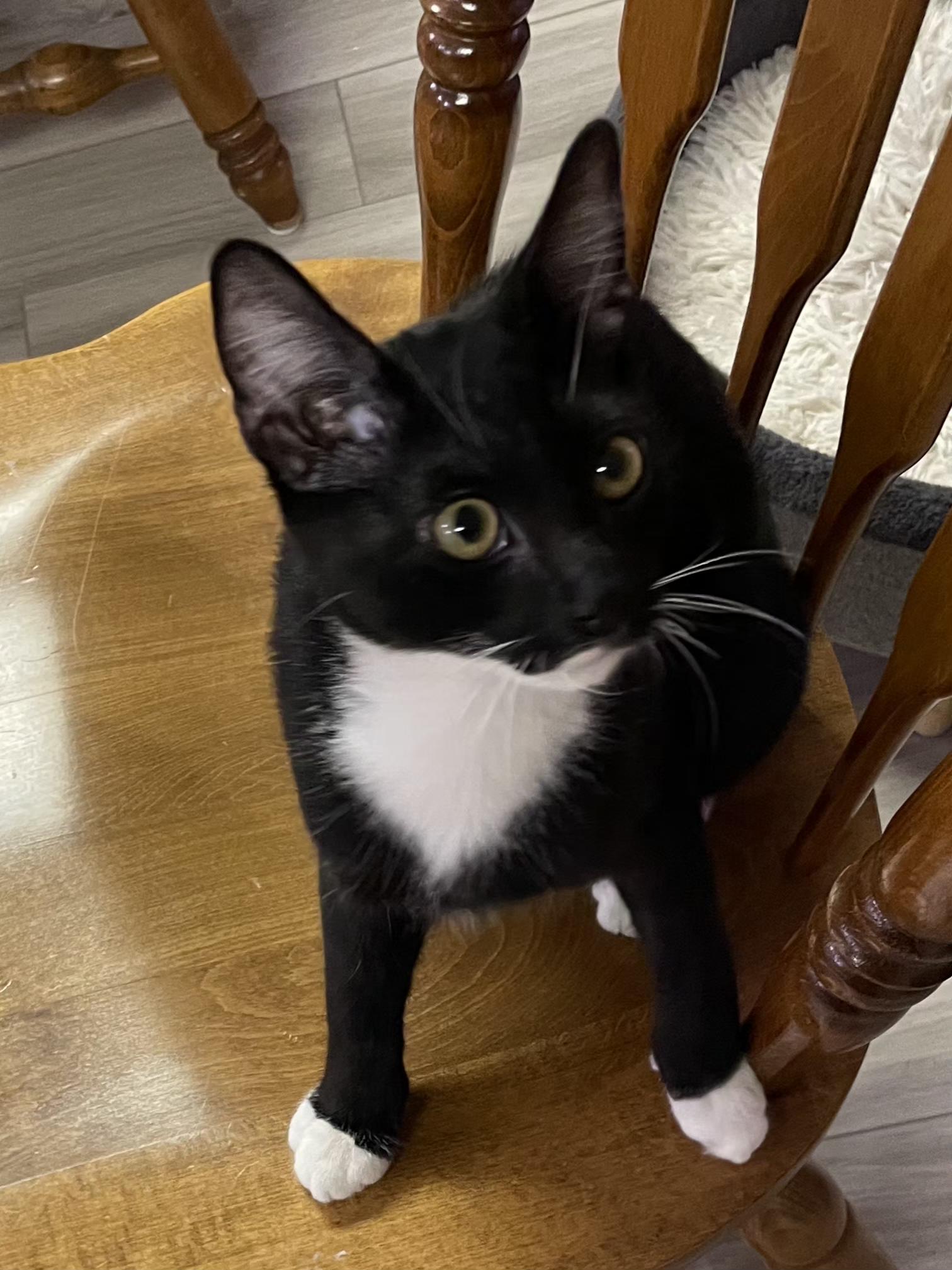 Enlarge Amor, a Adoptable Tuxedo in Linden, NJ image 2/6