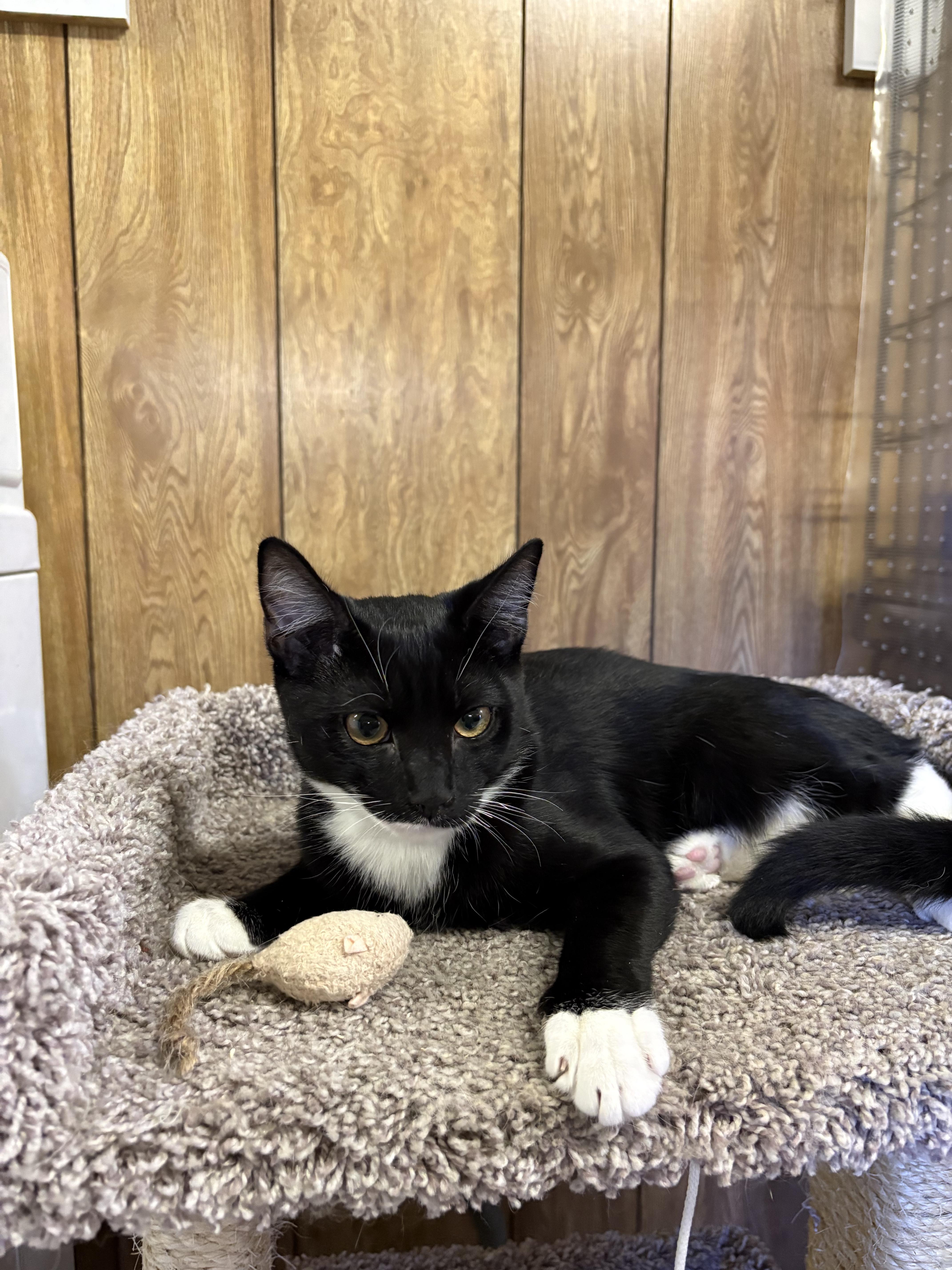 Enlarge Amor, a Adoptable Tuxedo in Linden, NJ image 5/6