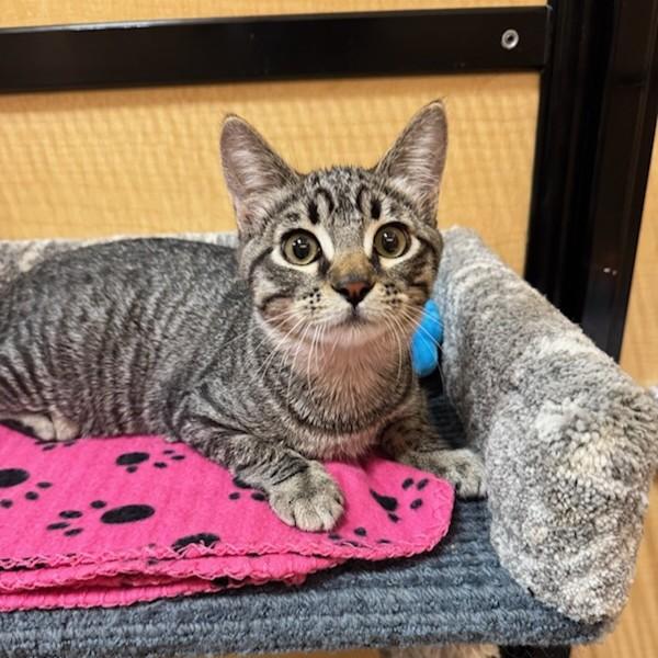 Bean, a Adoptable Domestic Short Hair in Irvine, CA image 2/5