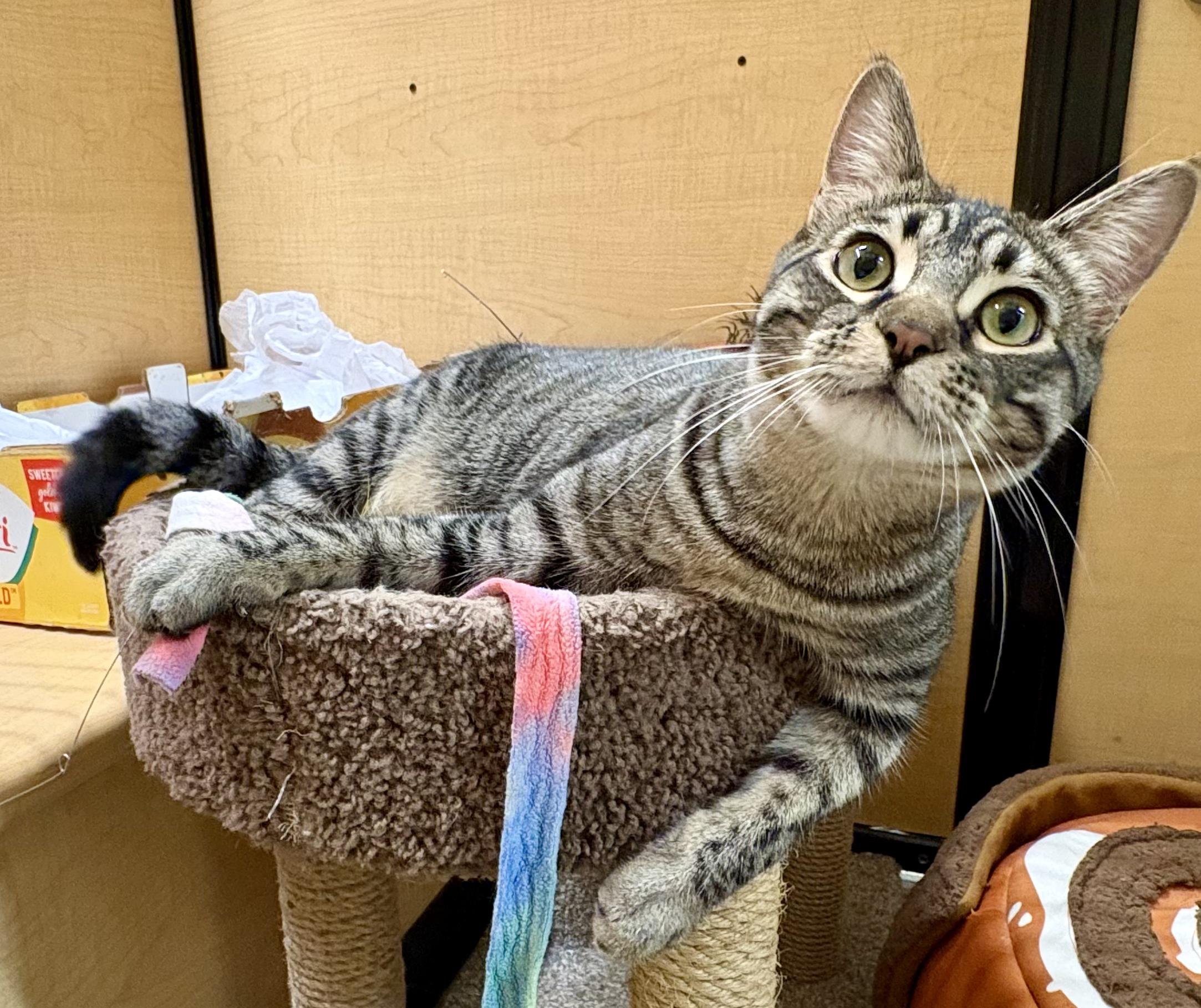 Enlarge Bean, a Adoptable Domestic Short Hair in Irvine, CA image 2/6