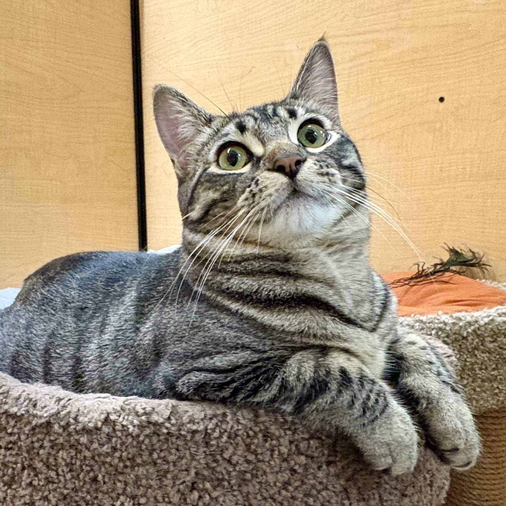 Enlarge Bean, a Adoptable Domestic Short Hair in Irvine, CA image 3/6