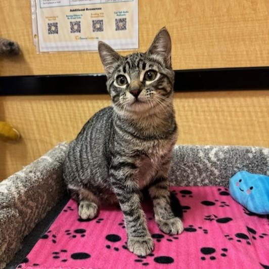 Bean, a Adoptable Domestic Short Hair in Irvine, CA image 3/5