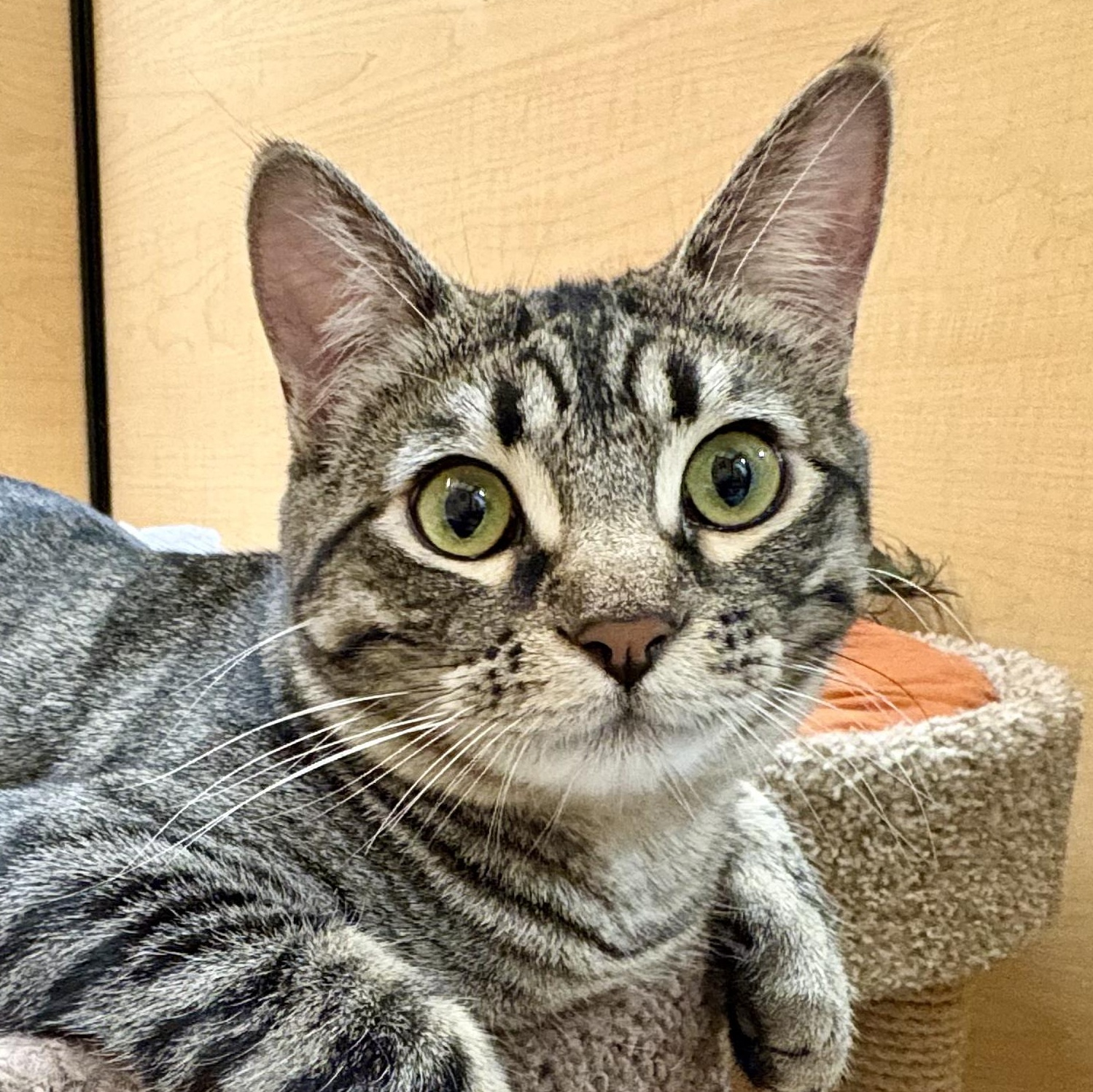 Enlarge Bean, a Adoptable Domestic Short Hair in Irvine, CA image 1/6