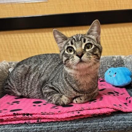 Bean, a Adoptable Domestic Short Hair in Irvine, CA image 4/5