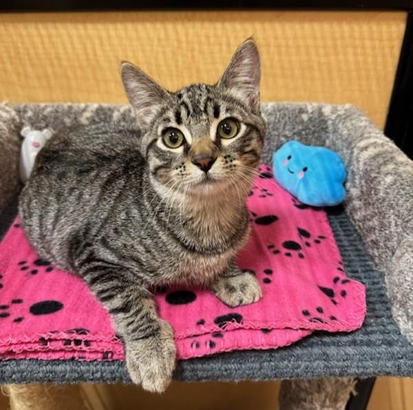 Bean, a Adoptable Domestic Short Hair in Irvine, CA image 5/5