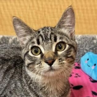 Bean, Adoptable, Kitten Female Domestic Short Hair.