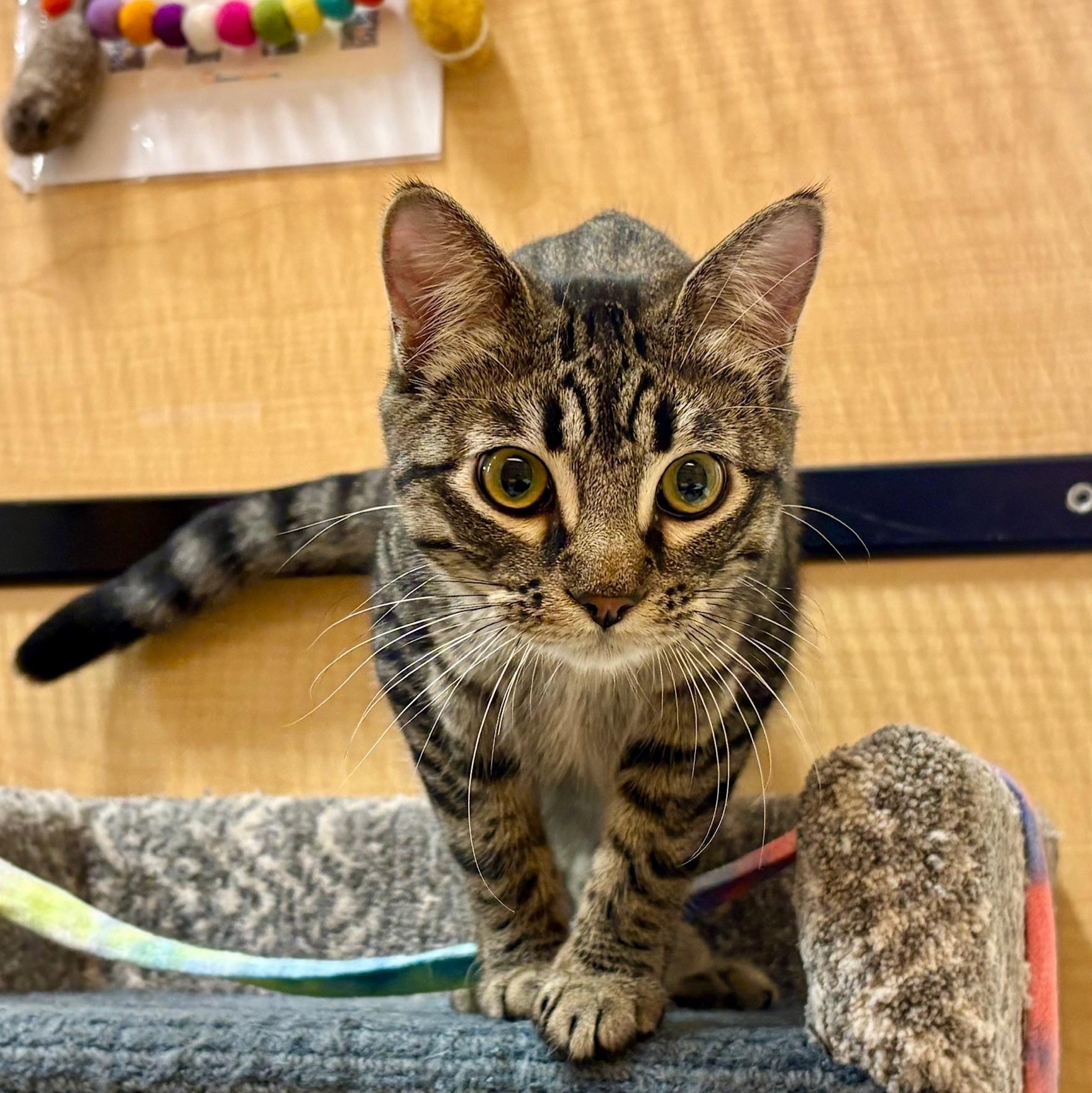 Enlarge Bean, a Adoptable Domestic Short Hair in Irvine, CA image 1/5