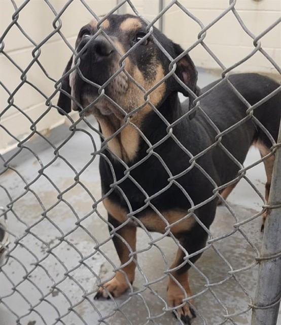 Enlarge THE BOULDER, a Adoptable mixed breed in Anchorage, AK image 1/1