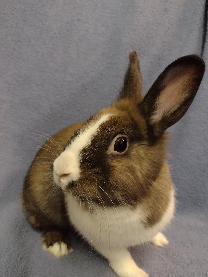 Enlarge Aeeree, a Adoptable mixed breed in Plymouth, MI image 1/4