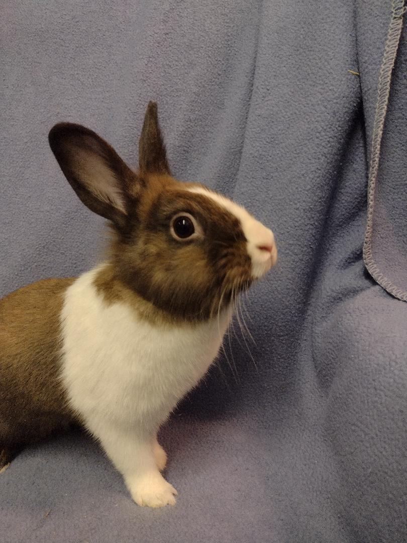 Enlarge Aeeree, a Adoptable mixed breed in Plymouth, MI image 2/4