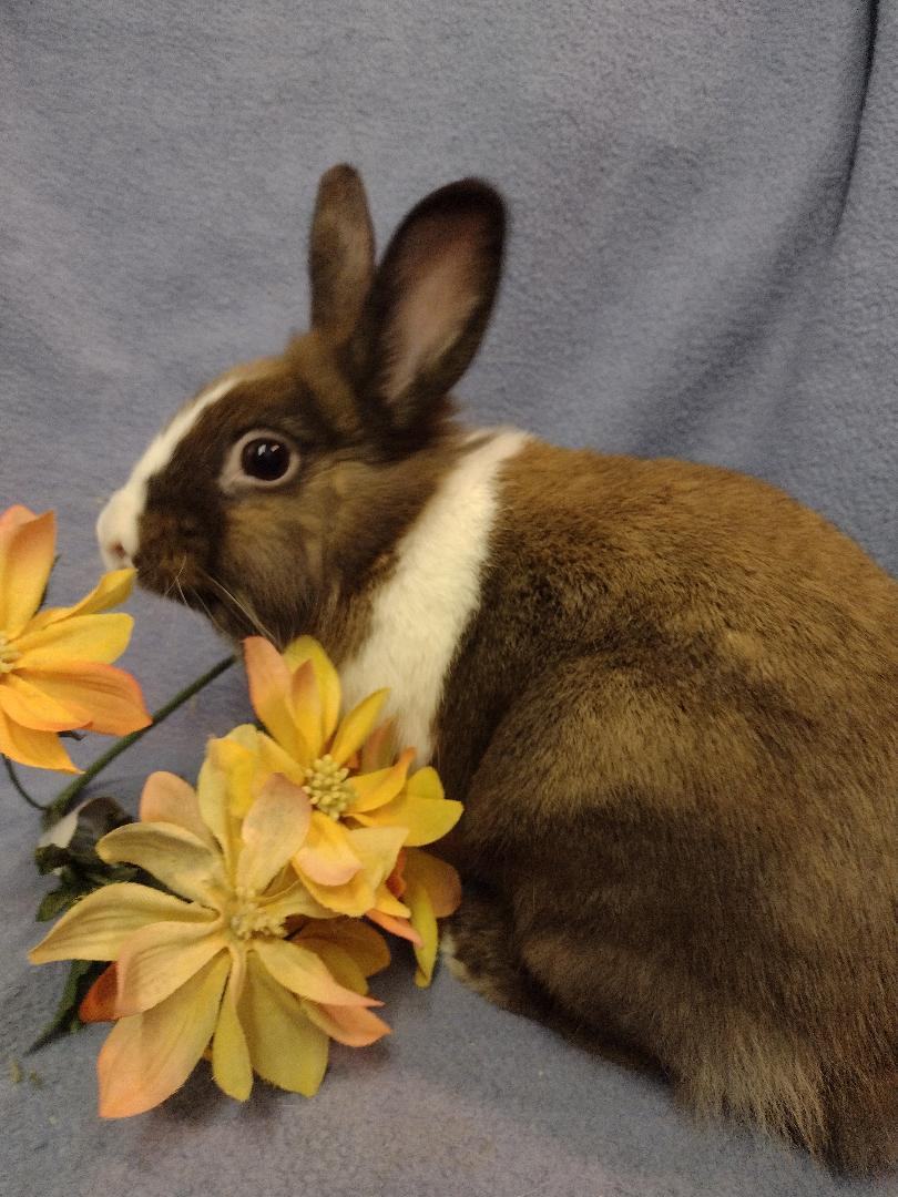 Enlarge Aeeree, a Adoptable mixed breed in Plymouth, MI image 3/4