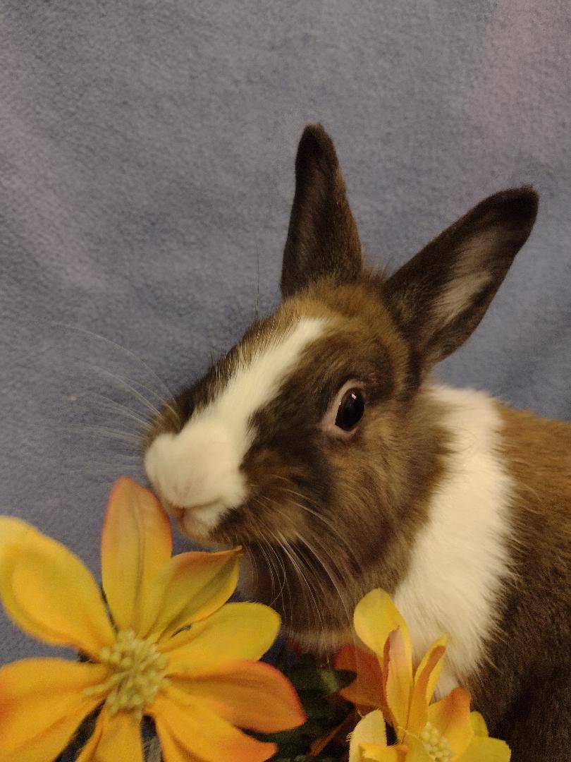 Enlarge Aeeree, a Adoptable mixed breed in Plymouth, MI image 4/4