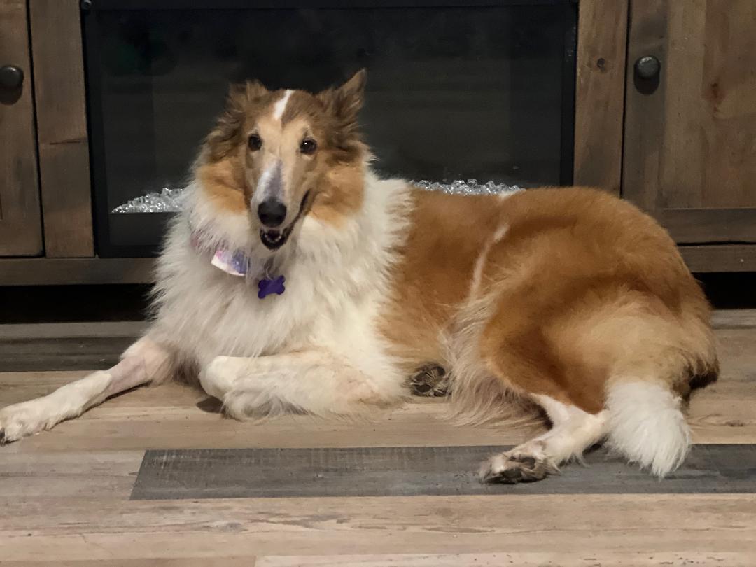 Enlarge Belle, a Adopted Rough Collie in Sugar Land, TX image 1/3
