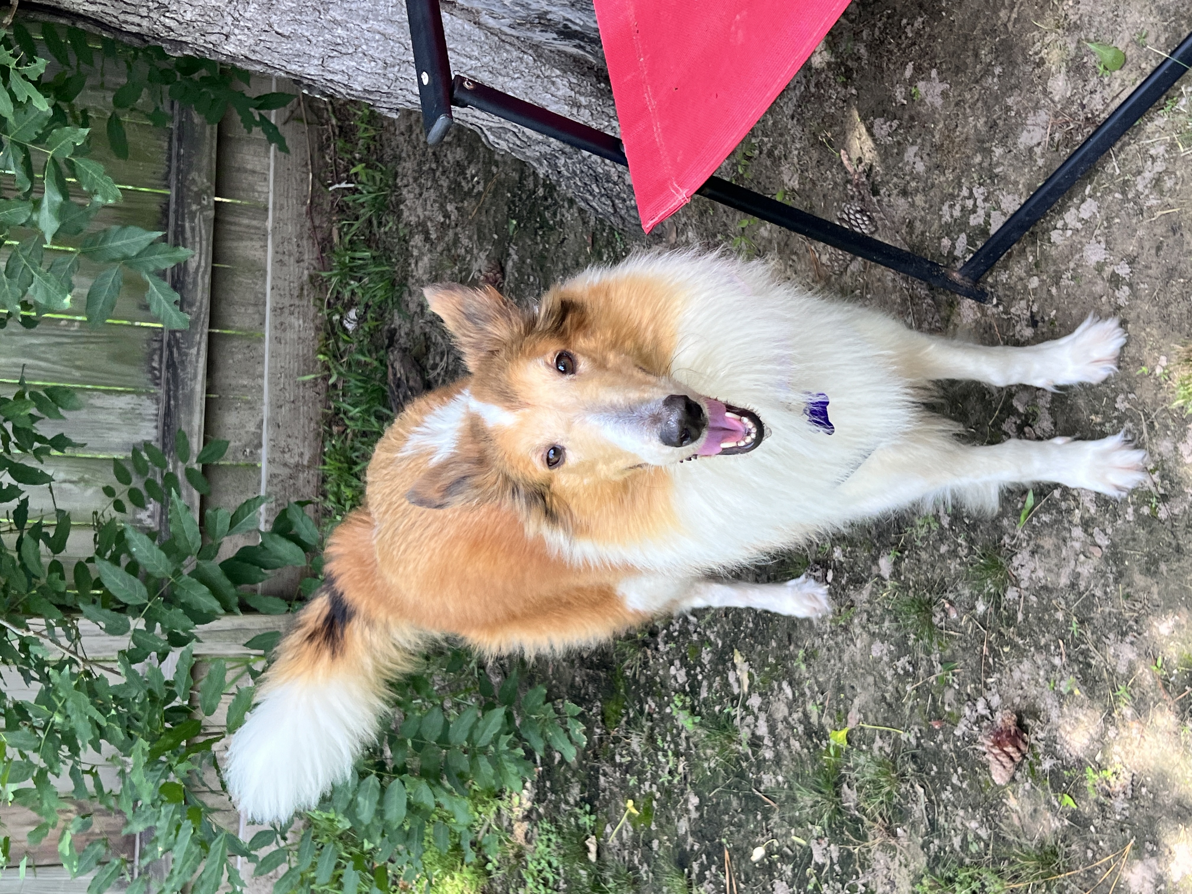 Enlarge Belle, a Adopted Rough Collie in Sugar Land, TX image 2/3