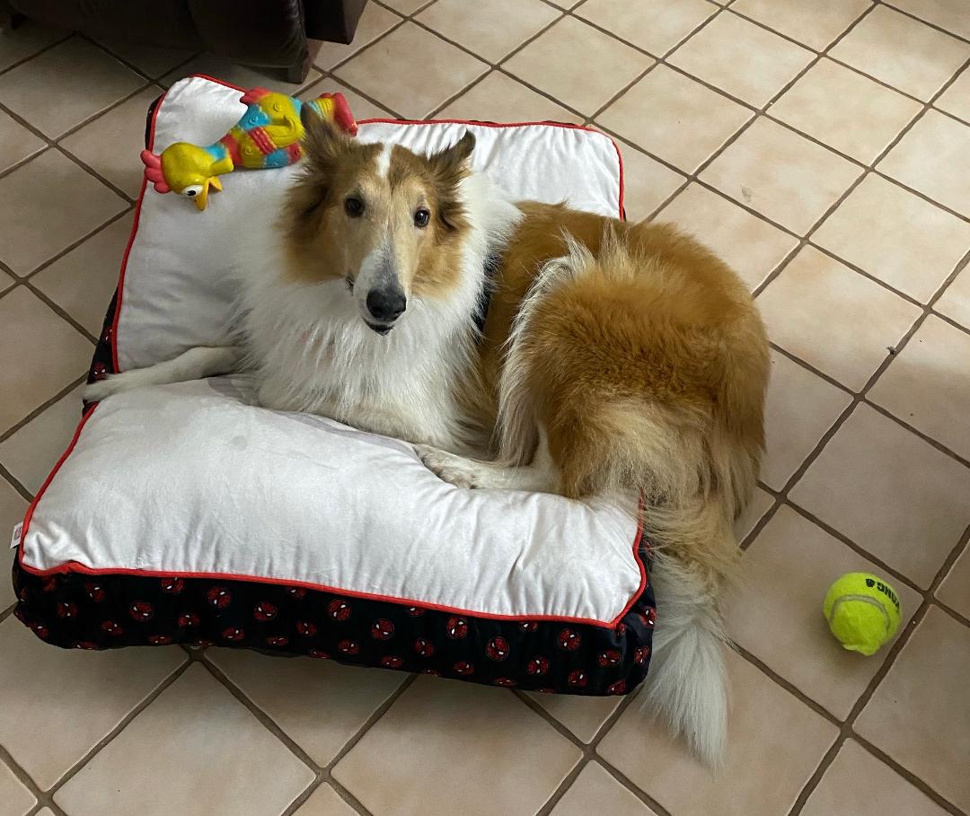 Enlarge Belle, a Adopted Rough Collie in Sugar Land, TX image 3/3