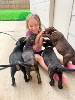 Saffron, Adopted, Puppy Female Labrador Retriever.