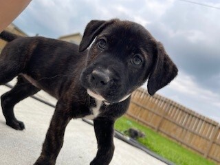 Saffron, a Adopted mixed breed in Norfolk, MA image 2/4