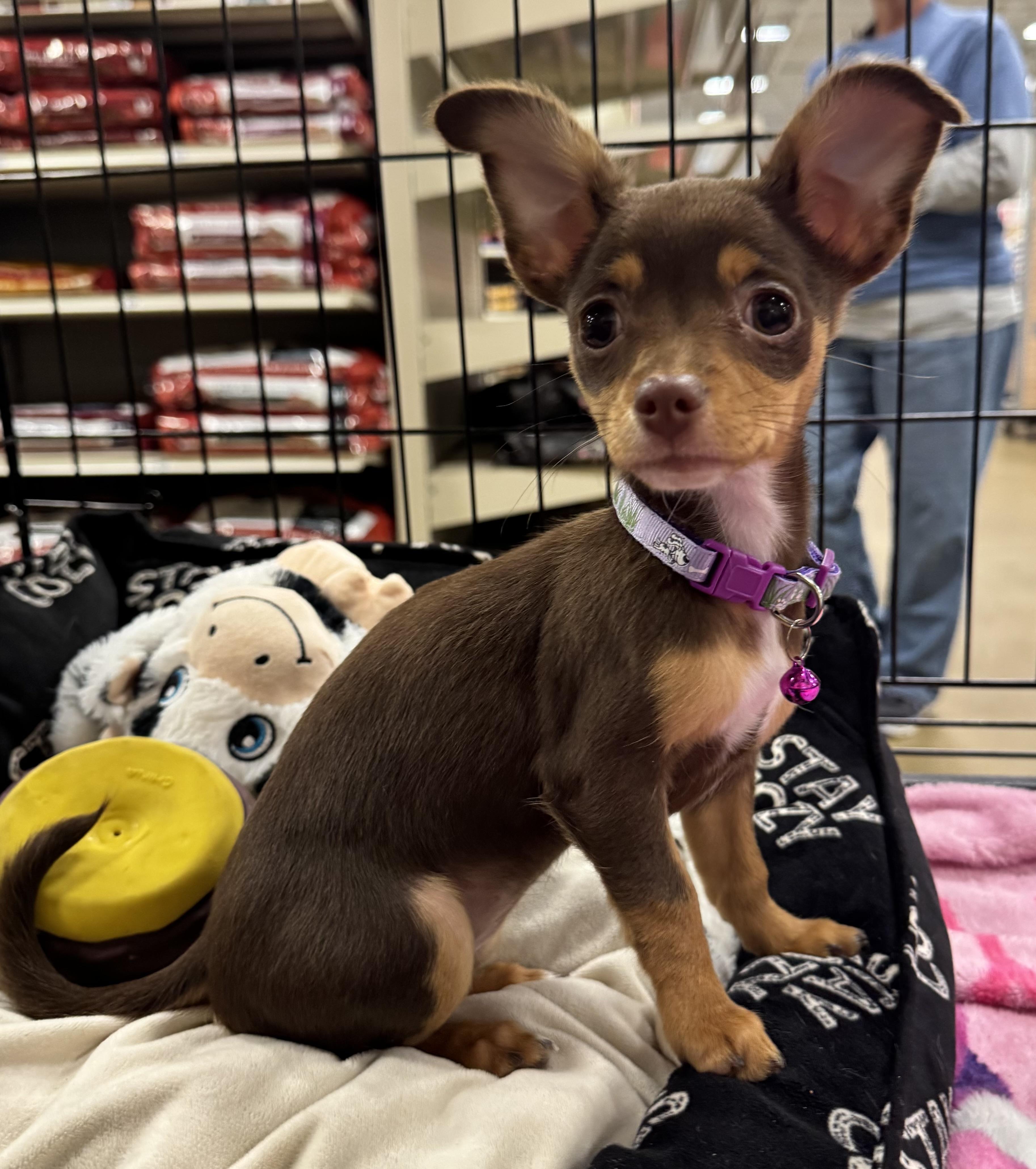 Sydney, Adopted, Puppy Female Chiweenie.