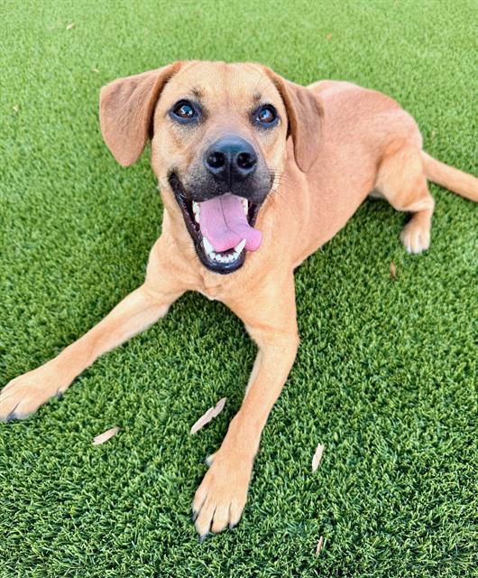 NANCY, Adoptable, Young Female Black Mouth Cur & Mixed Breed.