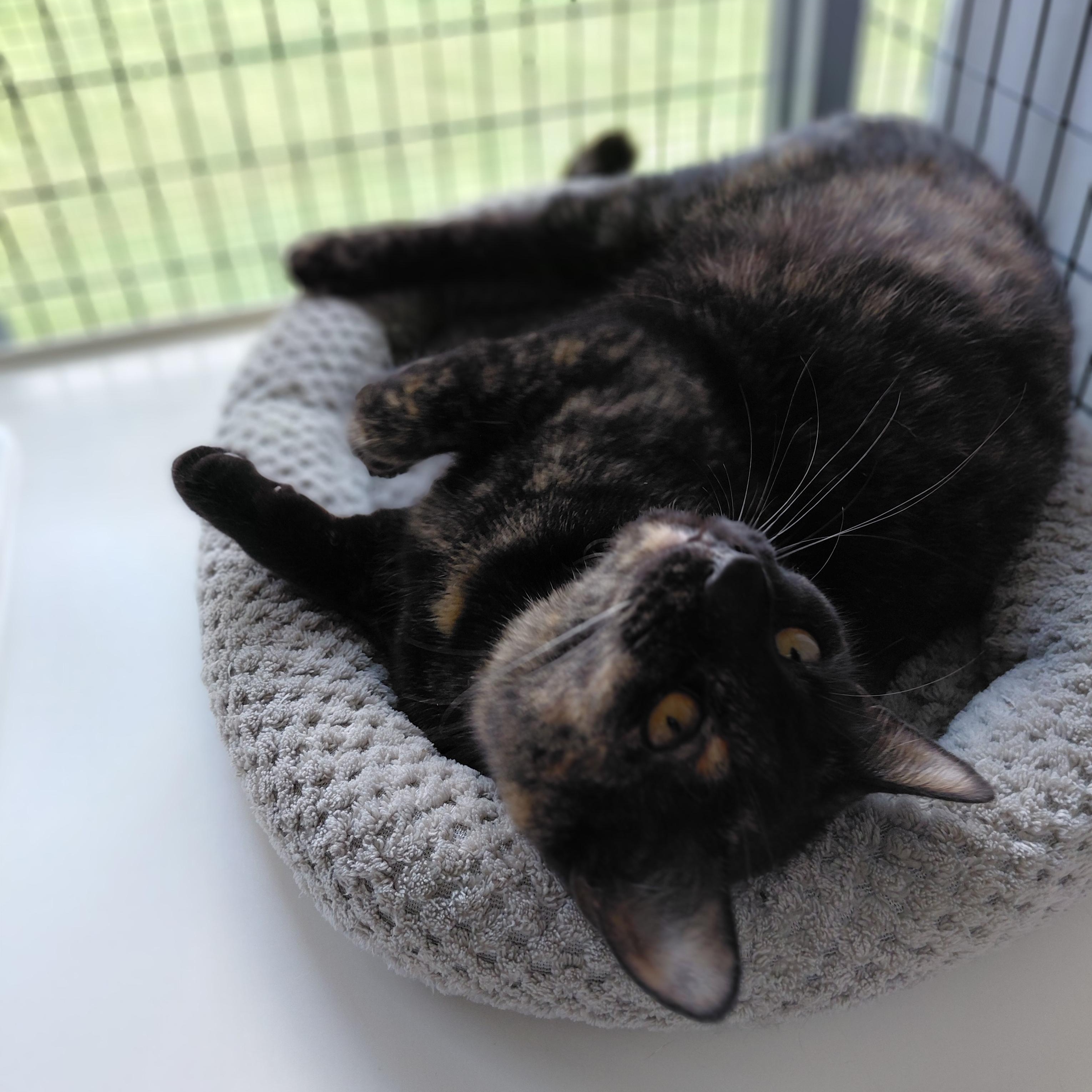 Cinnamon, a ADOPTABLE Domestic Short Hair in Littleton, NH image 4/6