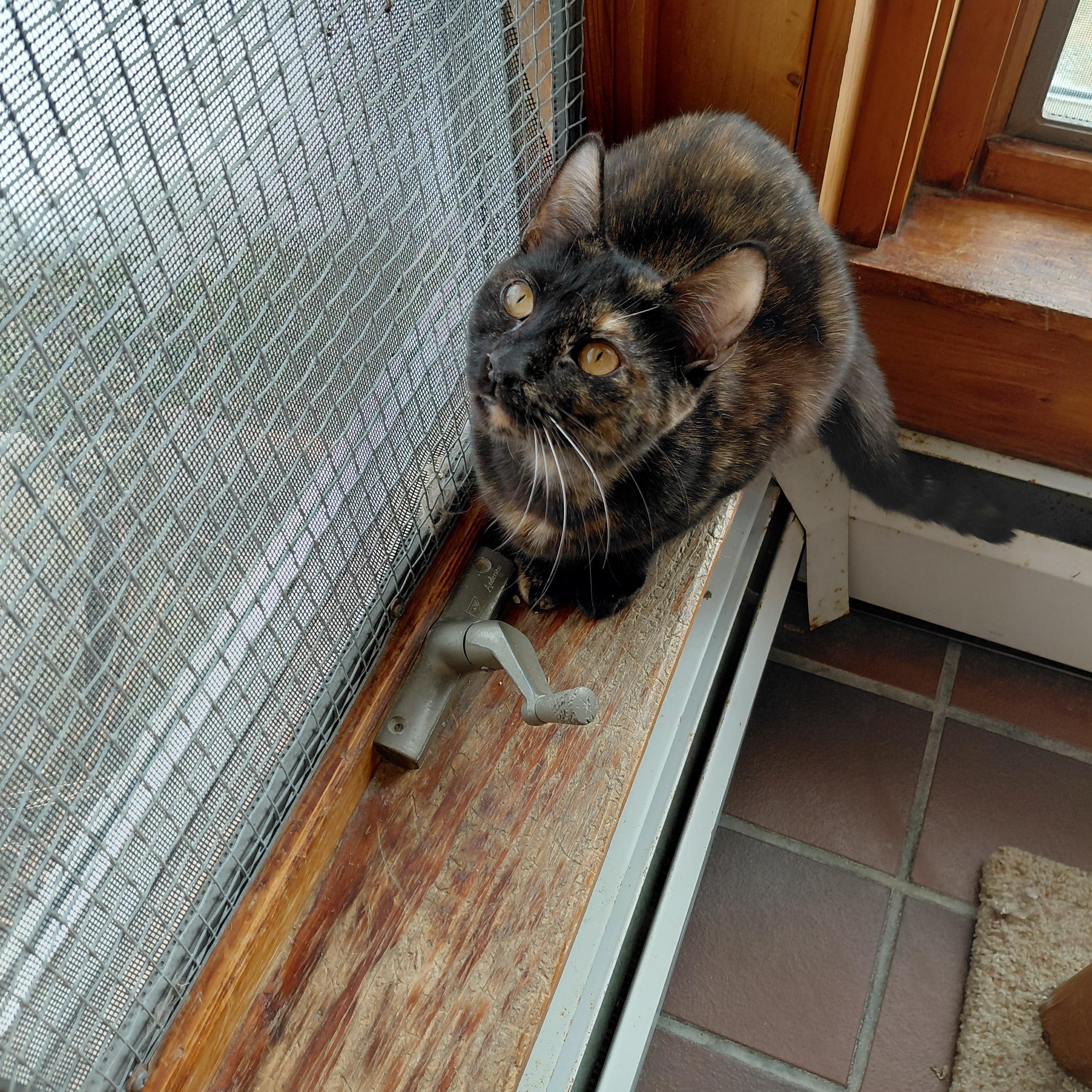 Cinnamon, a ADOPTABLE Domestic Short Hair in Littleton, NH image 3/6