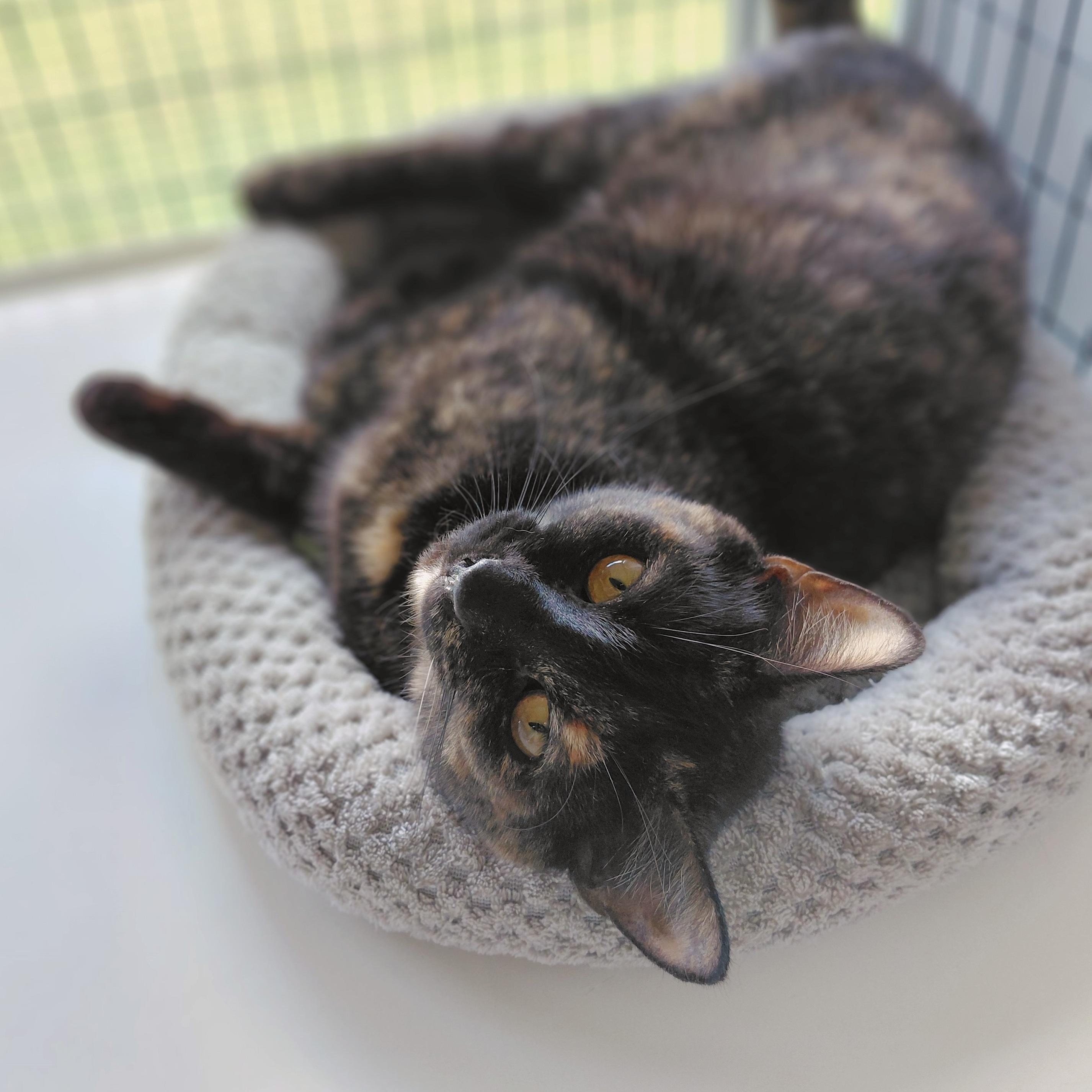 Cinnamon, a ADOPTABLE Domestic Short Hair in Littleton, NH image 2/6