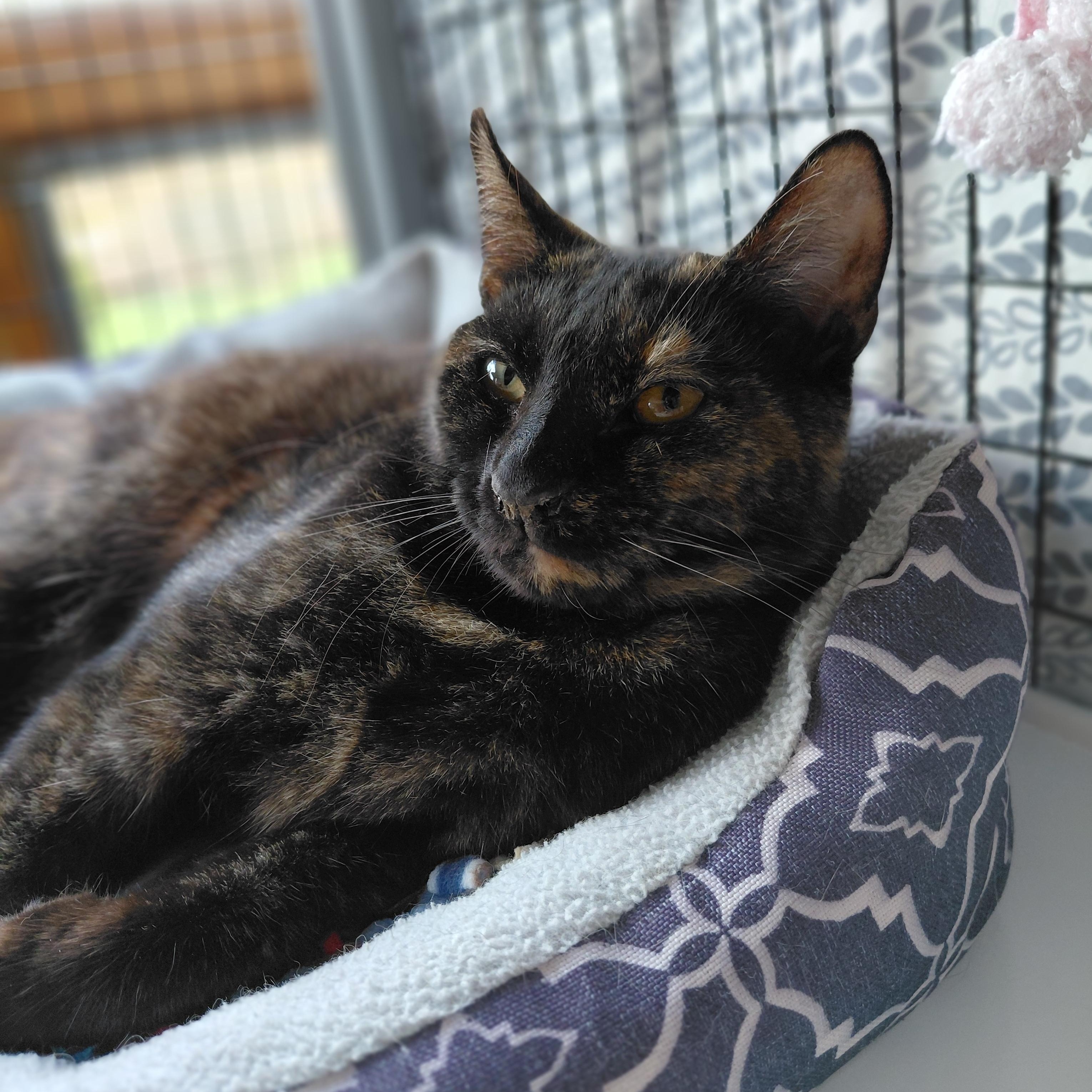 Cinnamon, ADOPTABLE, Adult Female Domestic Short Hair.