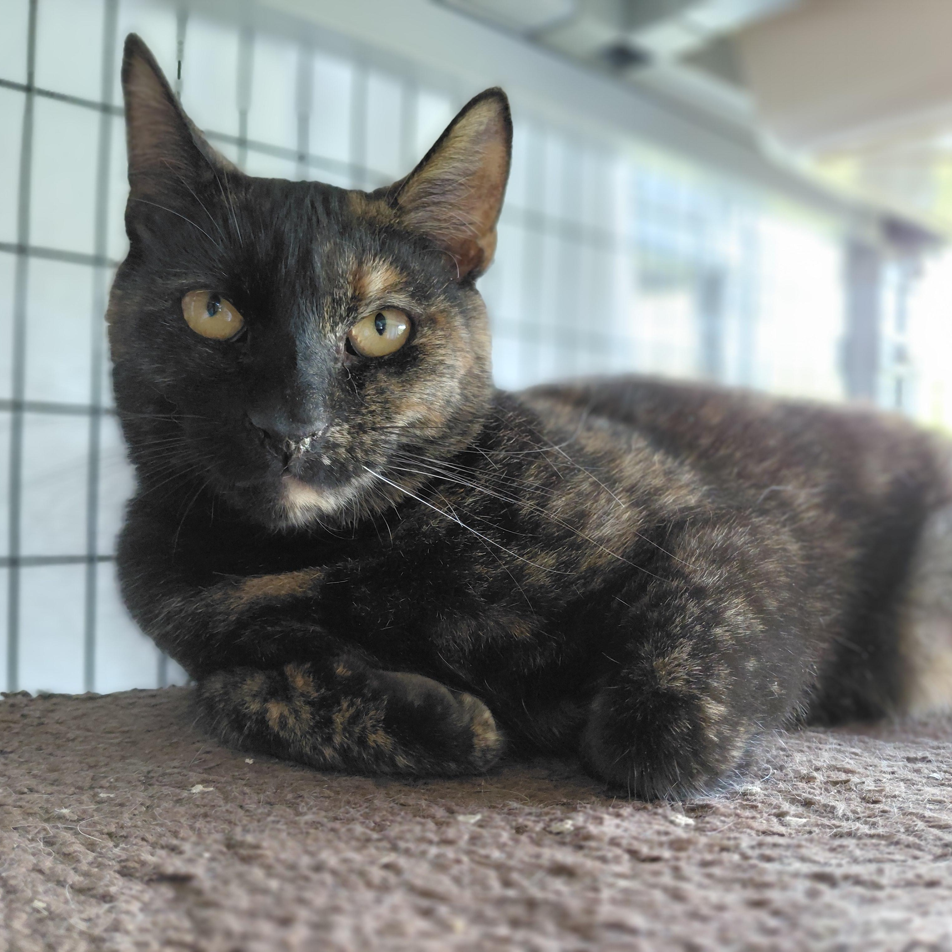 Cinnamon, a ADOPTABLE Domestic Short Hair in Littleton, NH image 5/6