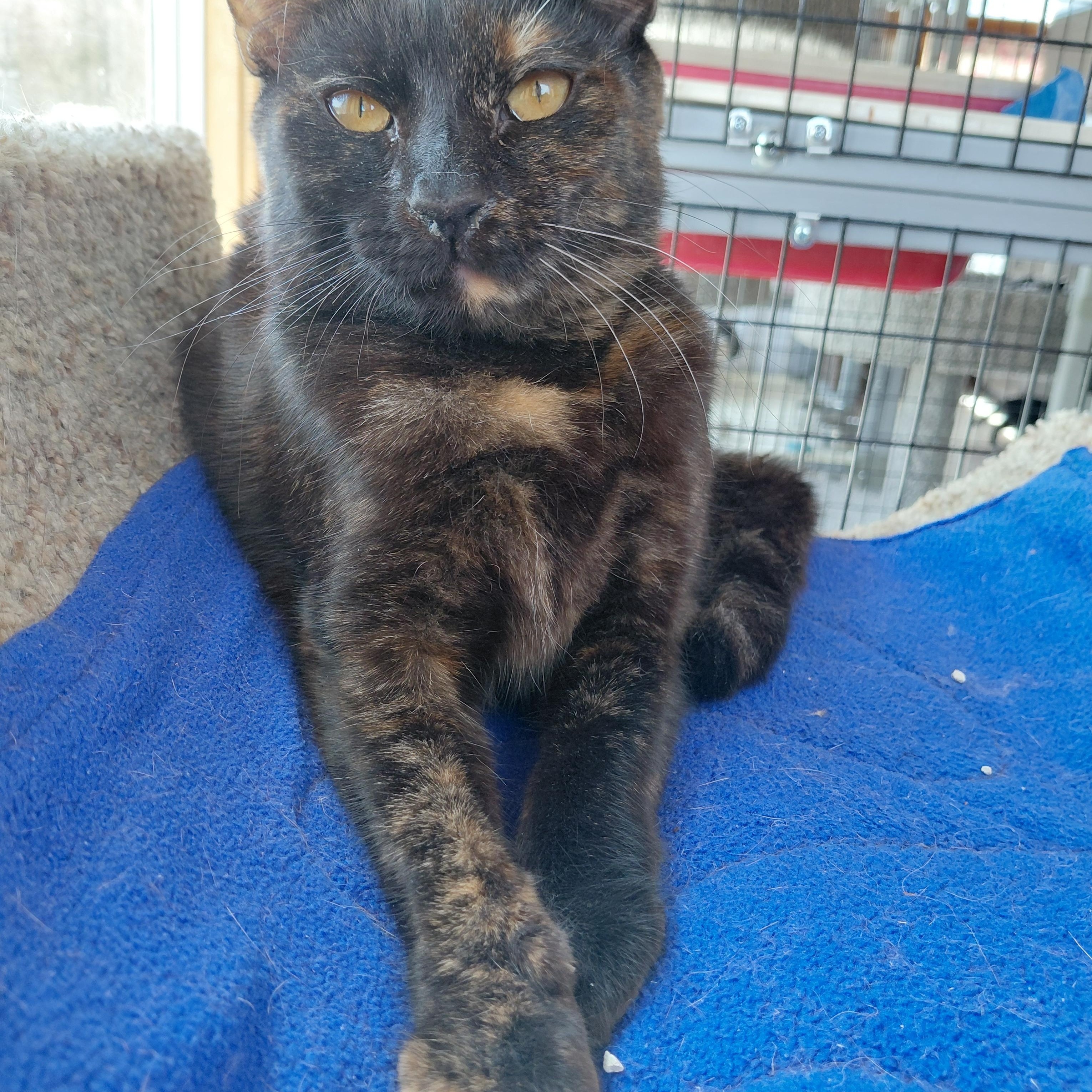 Cinnamon, a ADOPTABLE Domestic Short Hair in Littleton, NH image 6/6