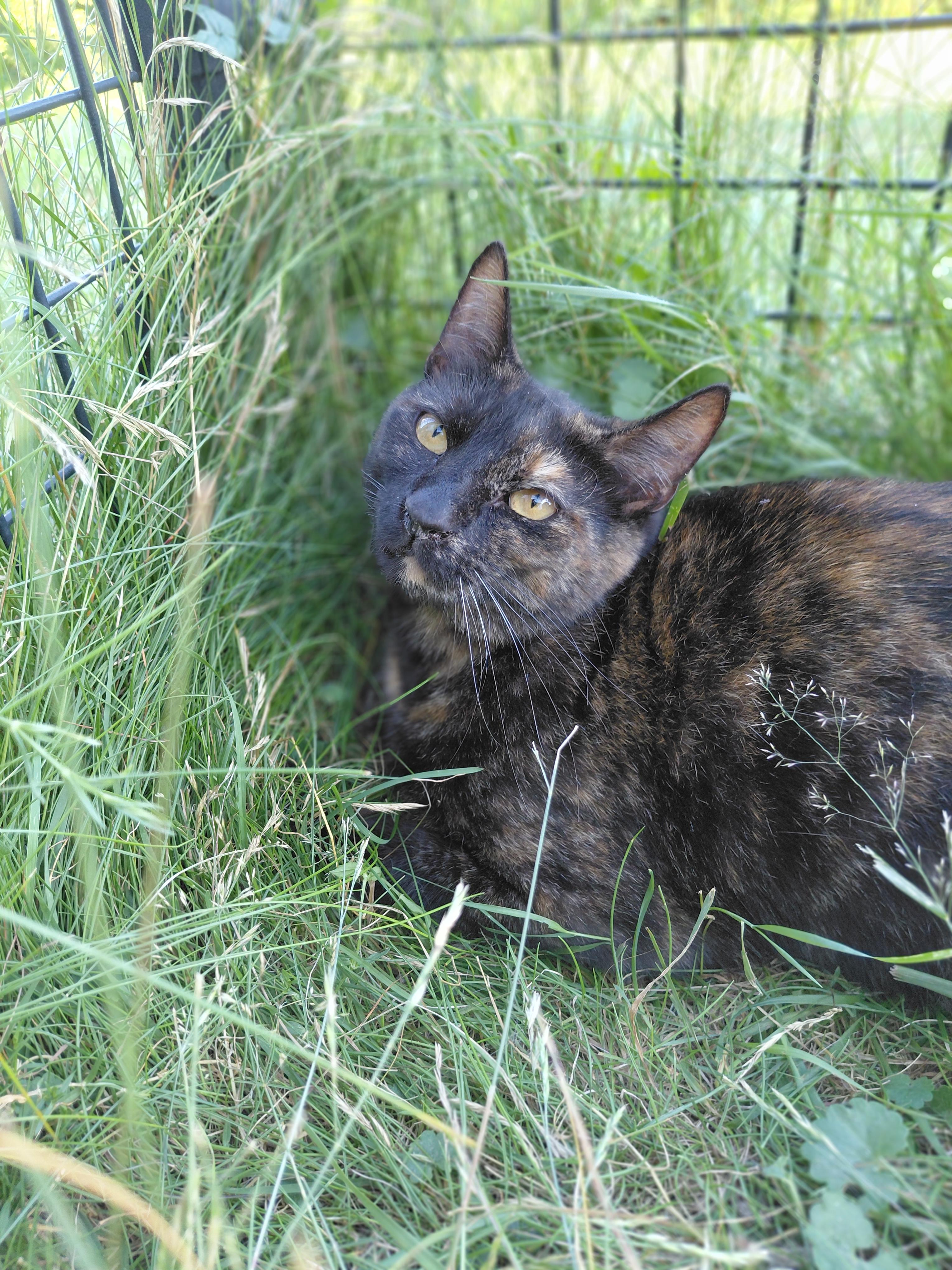 Cinnamon, a ADOPTABLE Domestic Short Hair in Littleton, NH image 5/6